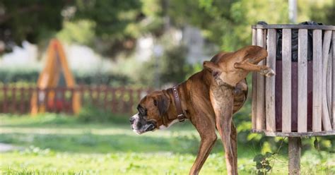L'unico modo è sottoporsi al tampone. Signora Si Fa Scopare Dal Cane - Il Mio Cane Mi Ama Ma ...