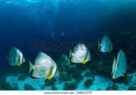 Bat Fish Scuba Diver Silhouettes Bat Stock Photo 138813797 Shutterstock
