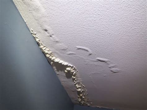 Evidence of small, on going leaks may not be visible until mold has begun growing. Ceiling Repair Tips - Concord Carpenter