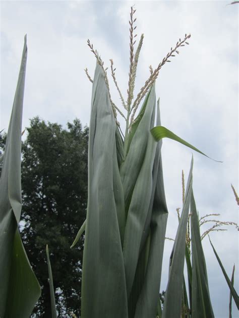 Grain Crops Update Know When To Say When On Corn Yields