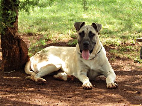 Mack Large Male Great Dane X Mastiff Mix Dog In Qld Petrescue