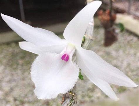 Thời gian gần đây xuất hiện hàng loạt vụ mua. Cây lan đột biến gen về tay đại gia Hòa Bình giá 1,1 tỷ đồng