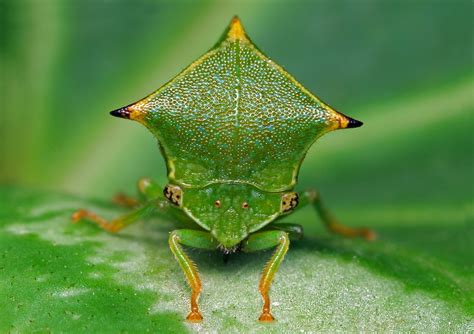 Cool Pictures Of Alien Insects Insect Macro Photography Go To The