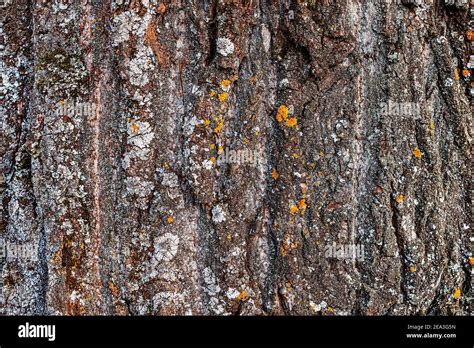 Texture Of The Bark Of An Old Huge Tree In The Forest Background For