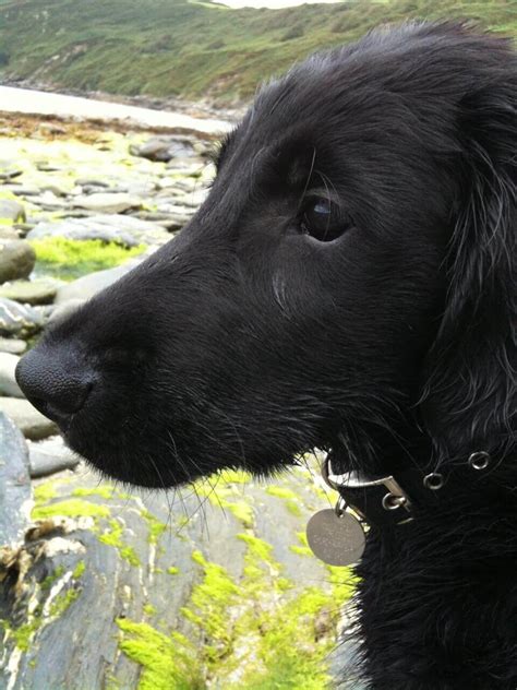 Denzil The Dog Cornwall Flat Coat Retriever Tiere
