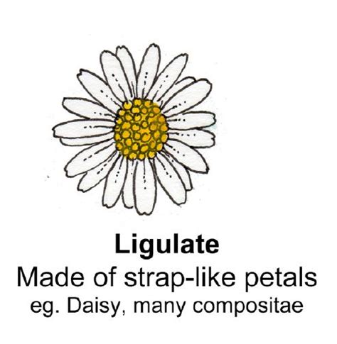 A White Flower With The Words Ligulate Made Of Strap Like Petals Eg