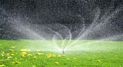 Beli produk rumput gajah mini berkualitas dengan harga murah dari berbagai pelapak di indonesia. Cara Melakukan Perawatan Pada Rumput Gajah Mini