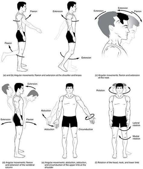 A joint capsule is a watertight sac that surrounds a joint. Synovial Joints | Boundless Anatomy and Physiology