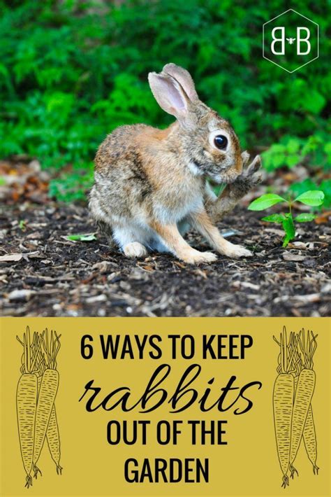 Typically, they'll make their way into your yard from farmland, forested land, or other adjoining public areas. How to Keep Rabbits Out of the Garden | Rabbit garden ...