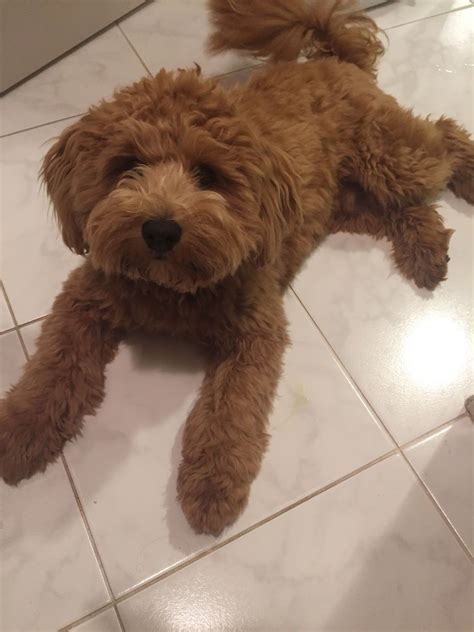 We did not find results for: Pin on Schododdles