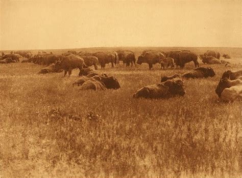 Bison Ecology Trappers And Traders Doing History Keeping The Past