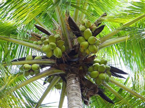 Leaves and fruit of fan palm or high palm trees on nature. Free Images : nature, branch, fruit, palm tree, trunk ...