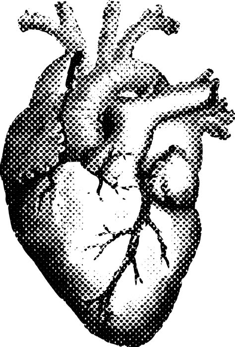 Heart Drawing Png Download 546595 Free Transparent Heart Png