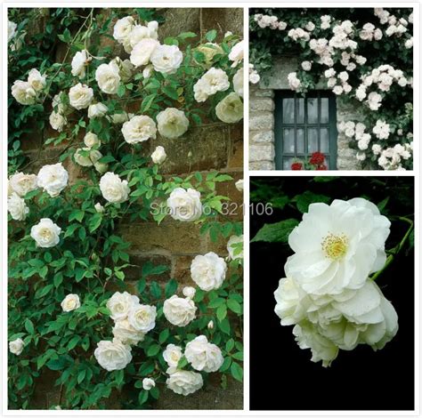 100 White Climbing Roses Seeds Purefragrant Impressive Diy Home