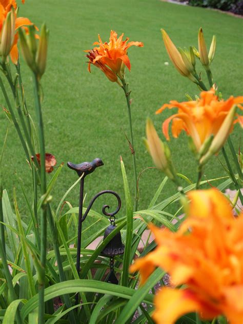 Oranges And Sunshine A Guide To Orange Daylilies Lilly Geek