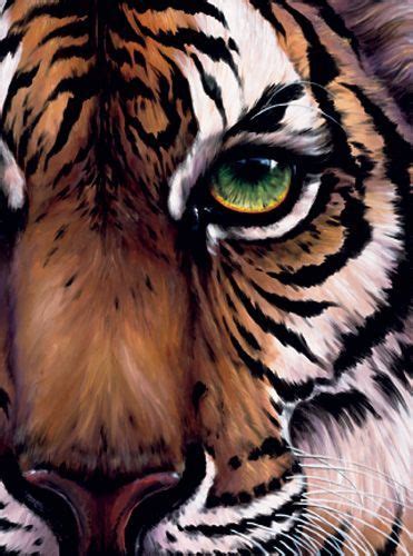 1616, by peter paul rubens, flemish, oil on canvas. Eye of the Tiger - Bill Adair | Tiger painting, Tiger art ...