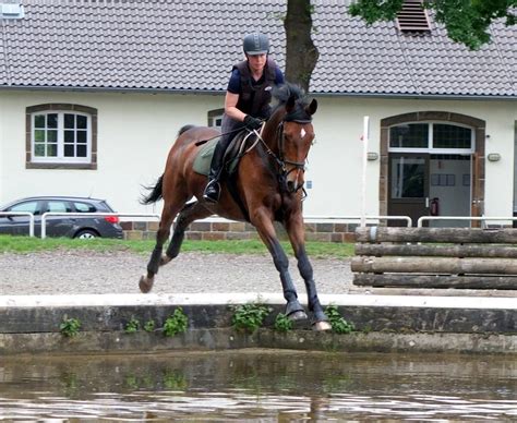 Dramatischer Unfall Pferd Stürzt Mit Reiterin In Die Isar