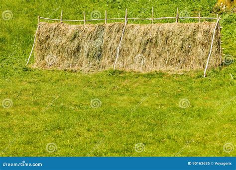 Drying Grass Hay Straws On Wooden Fence Stock Image Image Of Fence
