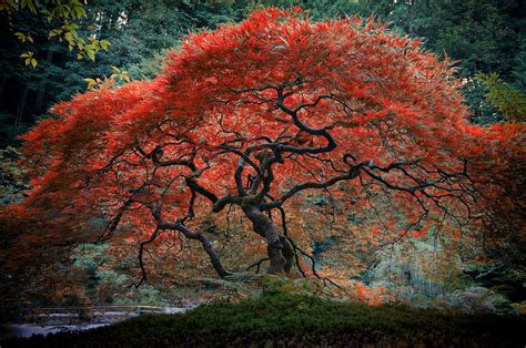 Japanese Maple Portland Or This Tree Is Only About