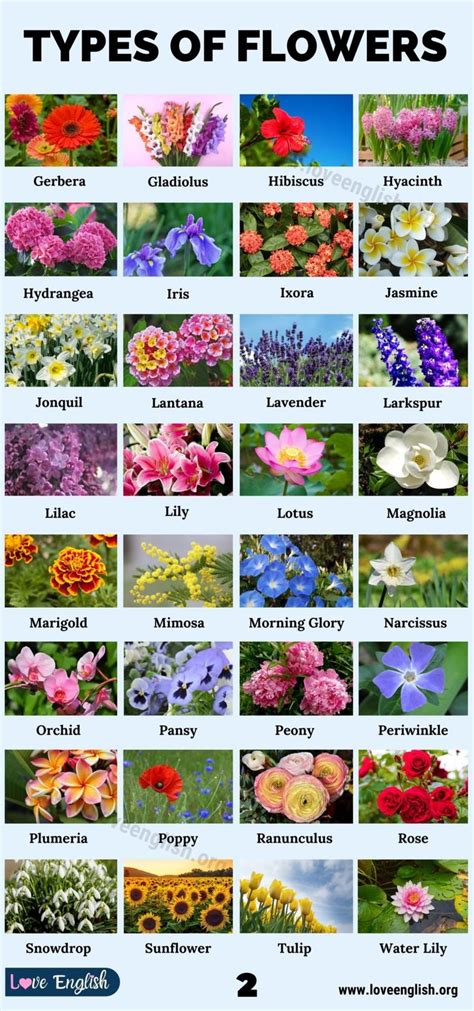Types Of Flowers Different Types Of Flowers In The World Love