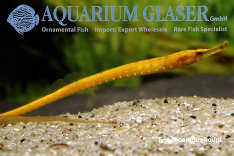 Freshwater Pipefish From West Africa Aquarium Glaser Gmbh