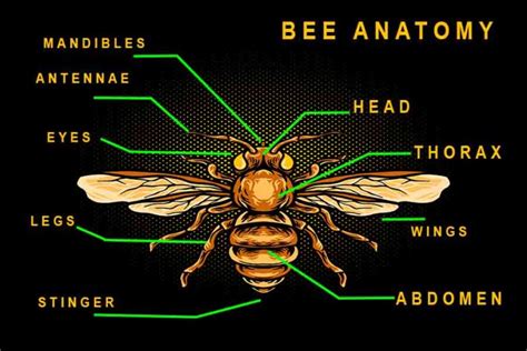 Bee Anatomy Understanding How Bees Are Built