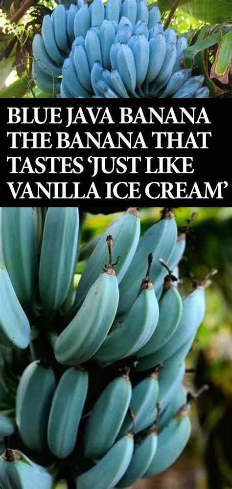 Blue Java Banana The Banana That Tastes ‘just Like Vanilla Ice Cream