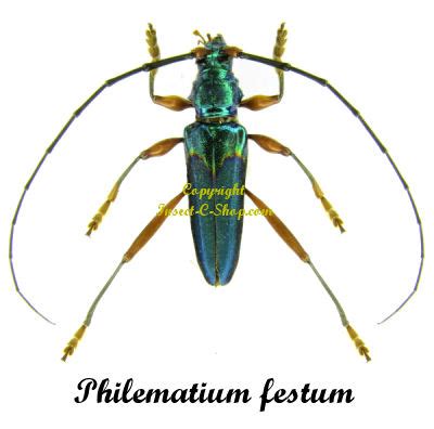 Philematium festum