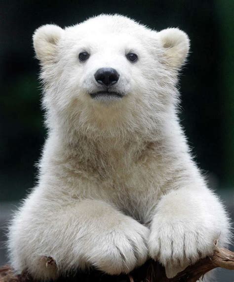 Anori Zoos Impossibly Cute Polar Bear Cub
