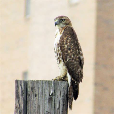 Robert groos is a published photographer and keen observer of nature who lives in yosemite lakes park. Red-tailed hawk - BirminghamWatch