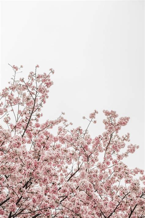 Aesthetic Blossom Tree Wallpapers Wallpaper Cave
