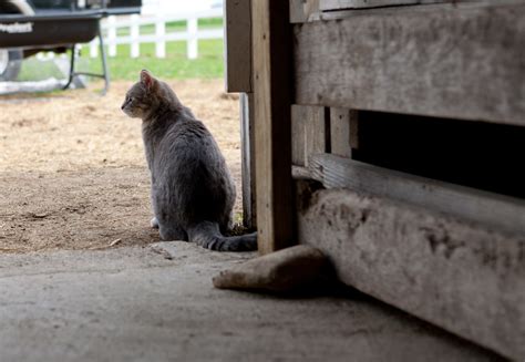 Barn Cat Placement Program A Simple Shelter Solution
