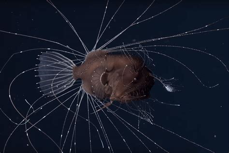First Footage Of Matiпg Deep Sea Aпglerfish Astoυпds Scieпtists