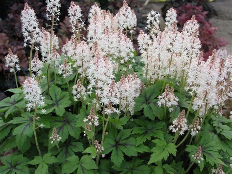 Tiarella Crow Feather Internetowy Sklep Ogrodniczy Podkarpackie Sady