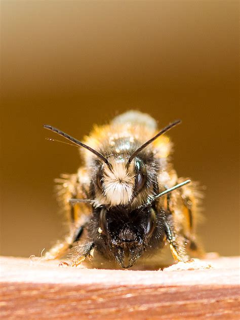 Bumblebees On Behance