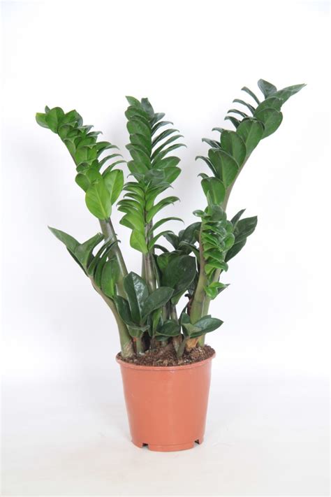 Zamioculcas Zamiifolia ‘zenzi In 14cm Pot Urban Plant Life
