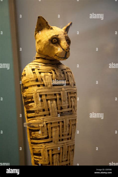 Mummified Cat At British Museum Stock Photo Alamy