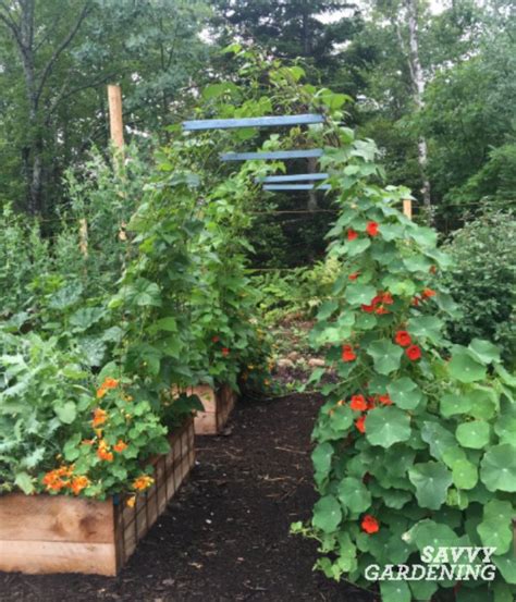 Edible Garden Design Ideas To Boost Production And