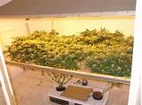 How To Grow Medical Marijuana Indoors Pictures