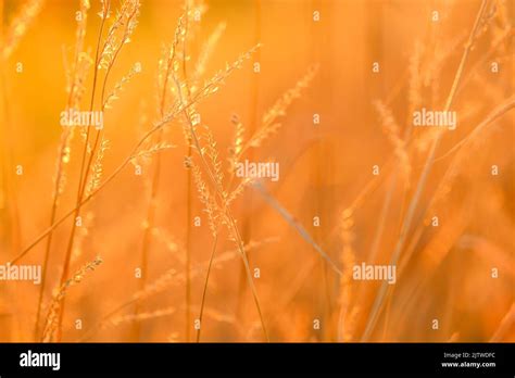 Grass Texturetemplate Herbal Background In Warm Orange Colors Autumn
