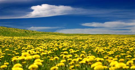 Yellow Flower Field Wallpapers Top Free Yellow Flower Field