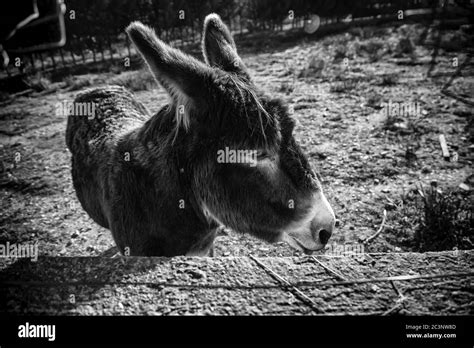 Donkeys In Animal Farm Natural Park Stock Photo Alamy