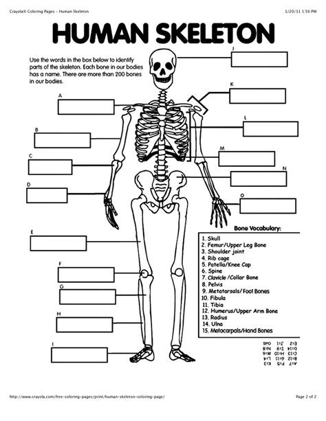 Printable Skeletal System Coloring Pages