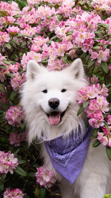Pin By Laura Corao On Mis Amores Samoyed Dogs Really Cute Puppies