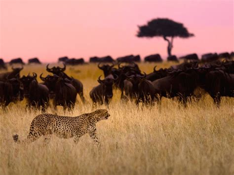 Virtual Zoo Tours, Safari Live Cams & Wildlife Webcams