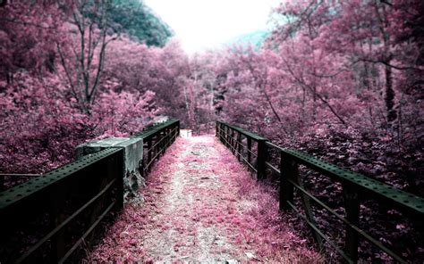 Nature Trees Path Pink Blurred Wallpapers Hd Desktop