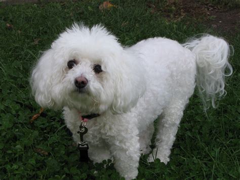 Paw Province Meet The Bichon Frise A Little Dog With A Big Heart