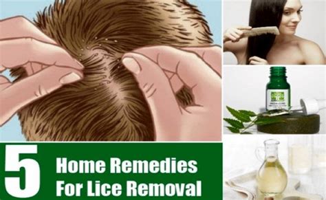 5 Home Remedies For Lice End Your Childs Suffering Lice Remedies
