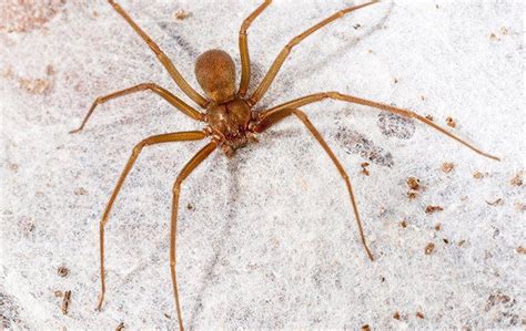 Virginias Brown Recluse Spider Are They Dangerous Albemarle