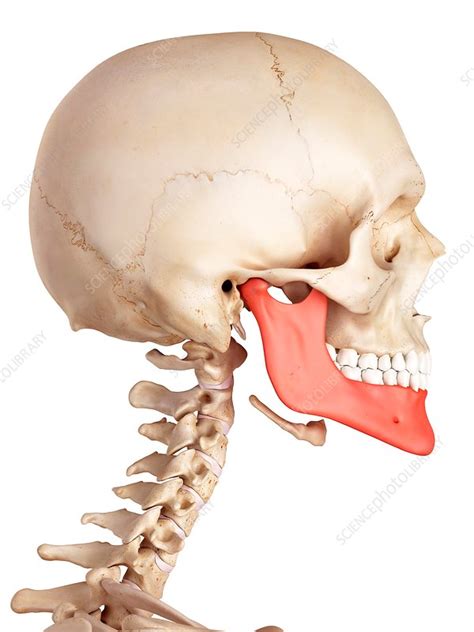 Human Lower Back Skeleton